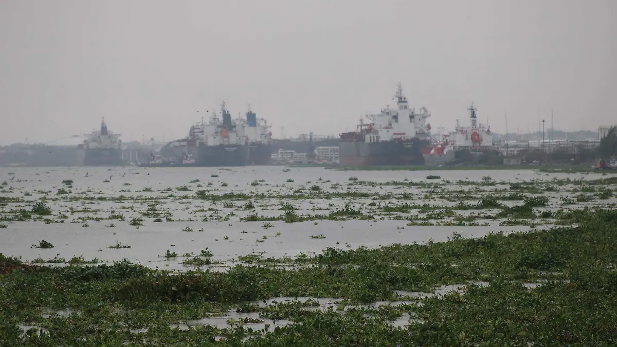 Las lluvias a causa del paso de la tormenta tropical Alberto han ocasionado la llegada de esta vegetación al Golfo de México